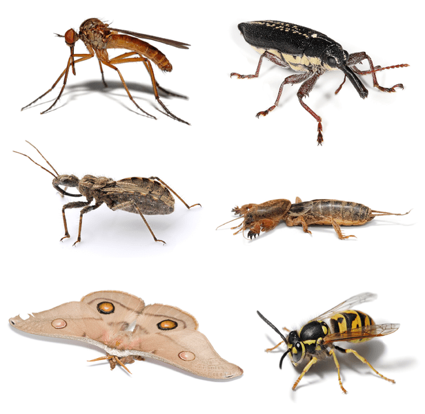 Insects, though unbelievably diverse, have 6 legs. There are likely several hundred thousand insect species and they all have pretty much the same body plan. Coincidence? I think not! (source)