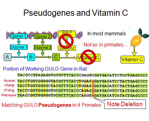 Other non-human mammals can produce Vitamin C. They don't need it from their diet. Humans, on the other hand, have had ancestors that have been eating fruit for so long (which is high in vitamin C) that our vitamin C genes is long ago mutated. We do, however, still possess its remnant in pseudogene form. (source)