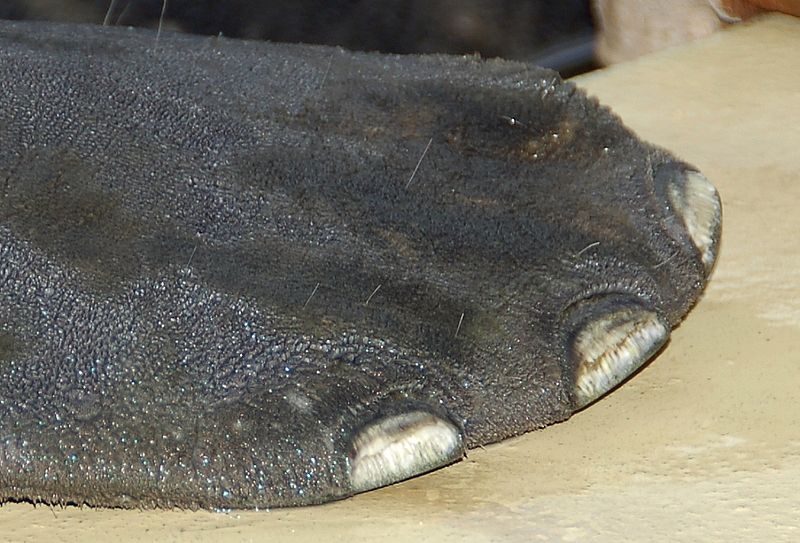 If you didn't know any better, you might think this was a flattened elephant foot. Well, that's not far from the truth since manatees are closely related to elephants. This West Indian manatee (Trichechus manatus) has fingernails on their flippers and hair on their body (visible in this photo). (source)