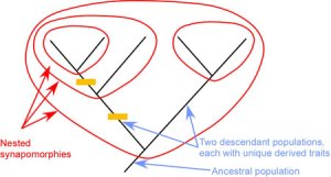 Sinauer Associates, Inc.