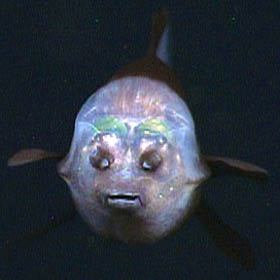 Image via MBARI