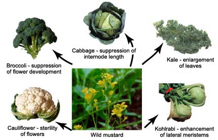 All these common vegetables were once wild mustard. (source)