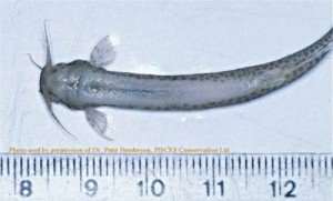 image credit: Image by Dr. Peter Henderson, PISCES Conservation Ltd. 