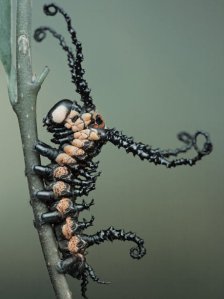 Image credit: Igor Siwanowicz