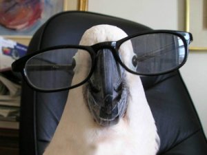 parrot-bird-wearing-glasses-funny