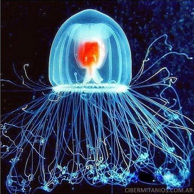 Turritopsis Nutricula via Animal Index