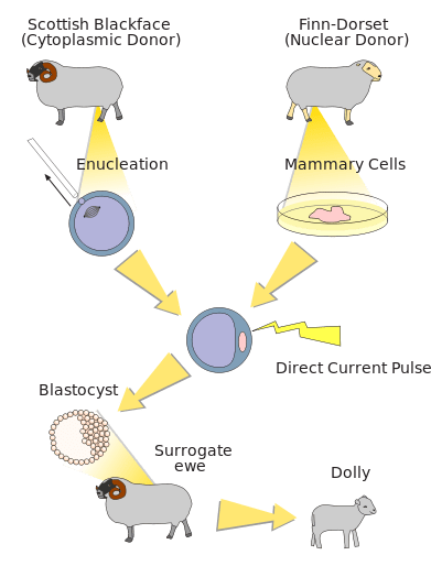 Diagram of Dolly the clones sheep via WikiMedia