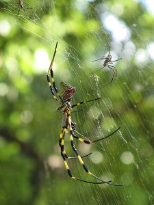 A female Nephila clavata eating (center), with two males (top left and right)Image credit: Micha L. Rieser / Wikimedia Commons / CC-BY-3.0