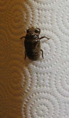 Cicada_molting_animated-2[1]