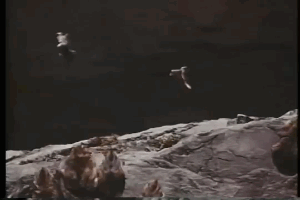 Faked shot of mass Lemming suicide. Source: White Wilderness (1958) Disney