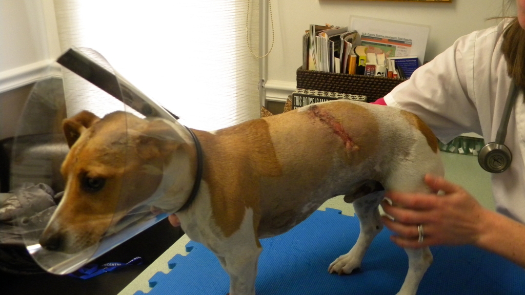 Jack at the Vet's office after being attacked by a Snowy Owl. Credit: Stream Valley Veterinary Hospital