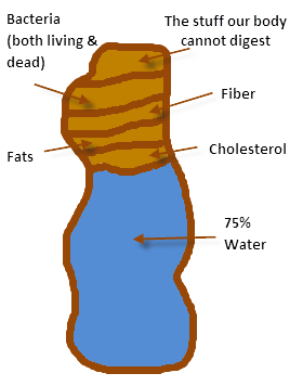 The Composition of Poop (Credit: Number 2 Guide)