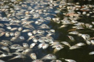 These fish were killed in Virginia after phosphorus levels soared in the water, leading to a harmful algal bloom that consumed the underwater oxygen and blocked sunlight. This, in turn, prevented photosynthesis for the  underwater grasses,. (Credit: Chesapeake Bay Foundation)