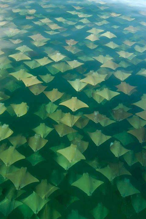 sting ray mass migration