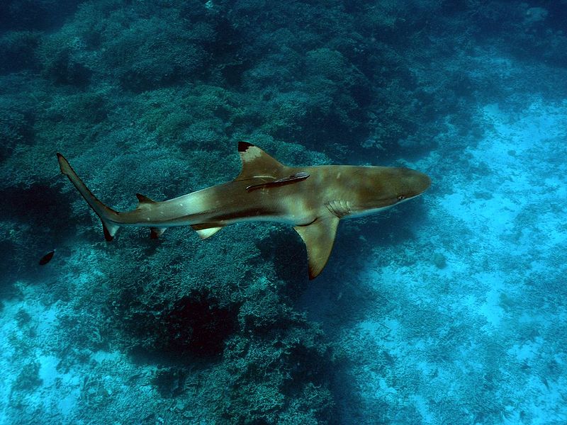 Image via WikiMedia