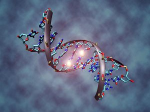 A rendering of a DNA molecule with methylated on both strands on the center cytosine (Credit: Christoph Bock via Wikimedia Commons)