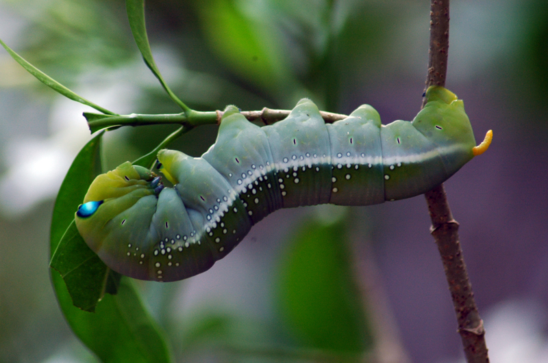 Image via Sindhu Ramchandran at WikiMedia