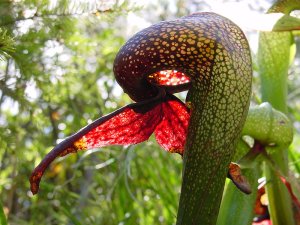Description:Darlingtonia californica — California pitcher plant