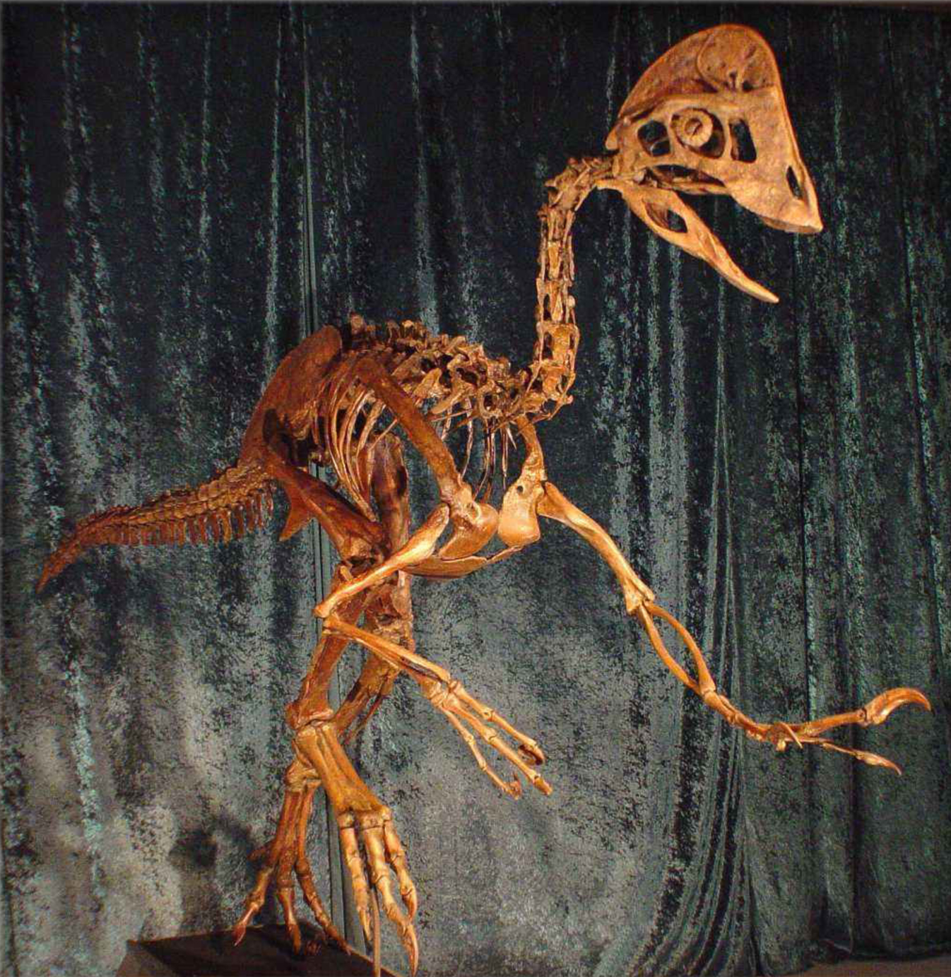 A reconstruction of the skeleton of the bird-like dinosaur Anzu wyliei