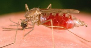 malaria
