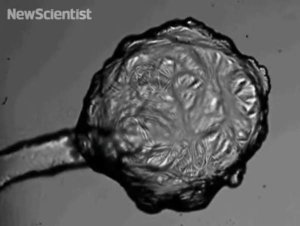 Image Credit: New Scientist