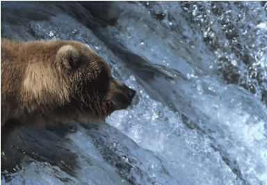 Pacific Salmon dodging Grizzly Bear en route to spawning site. Source: Nature's Great Events, BBC Nature