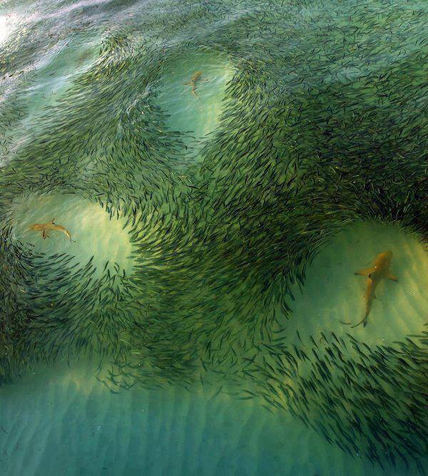 shark and school of fish blacktip reef shark
