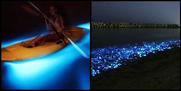 Bioluminescent Bay