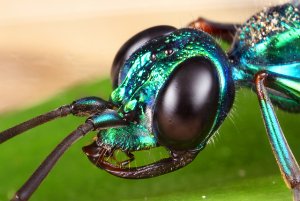 A close-up look at an Emerald cockroach wasp. (Credit: Eddy Lee)
