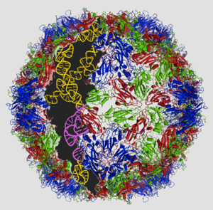 The structure of the PVS-RIPO virus. The PVS-RIPO genetic code is based on the Sabin vaccine (yellow) with a piece of genetic information from a common cold virus spliced in (pink). Via Duke