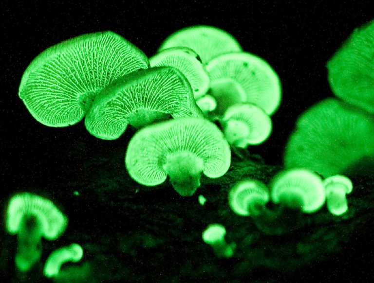 The Most Astounding Bioluminescent Wonders on Planet Earth