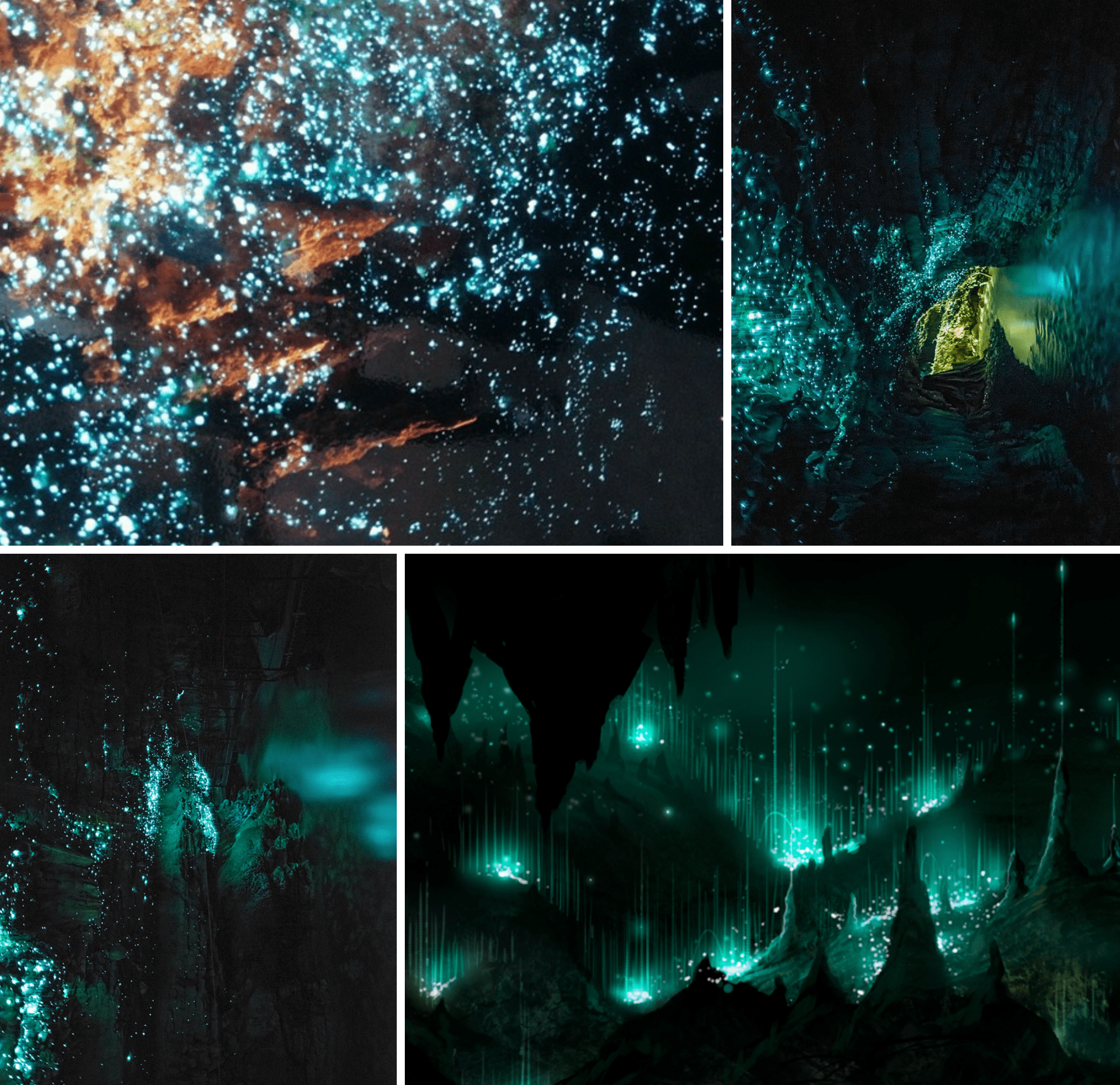 glow worm caves