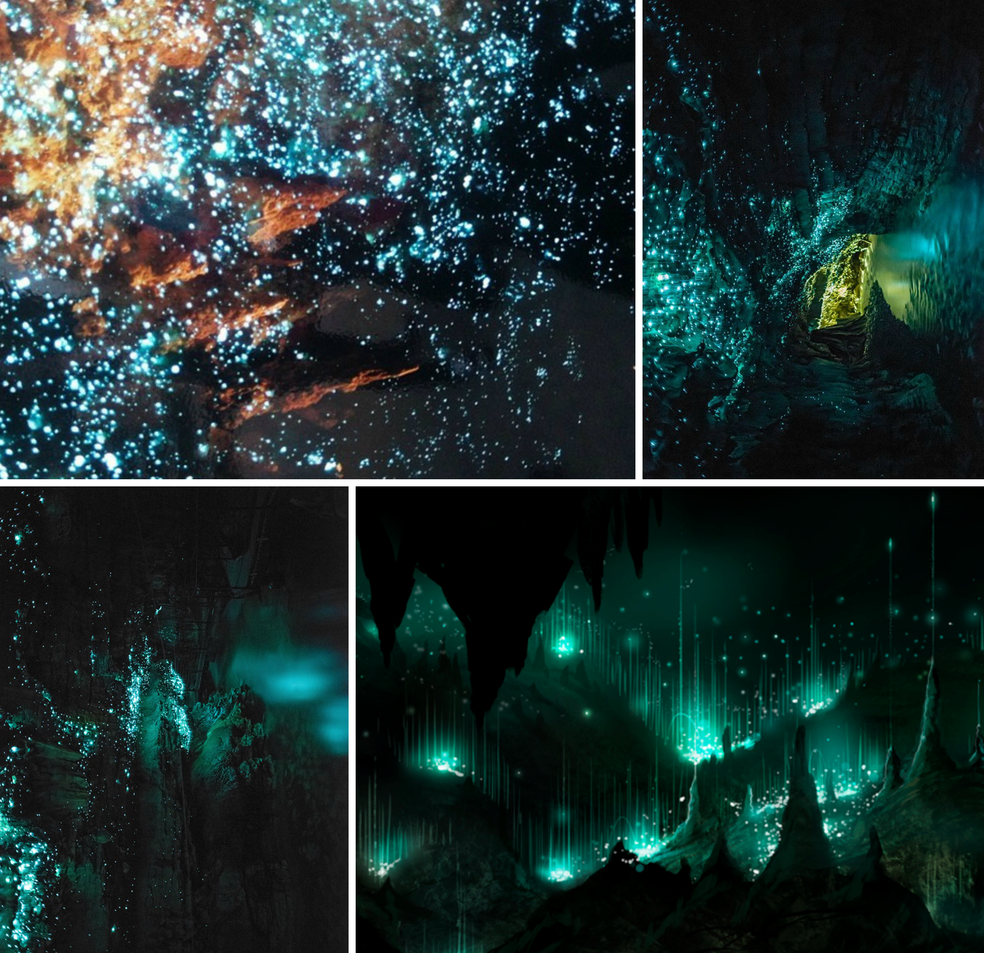 glow worm caves