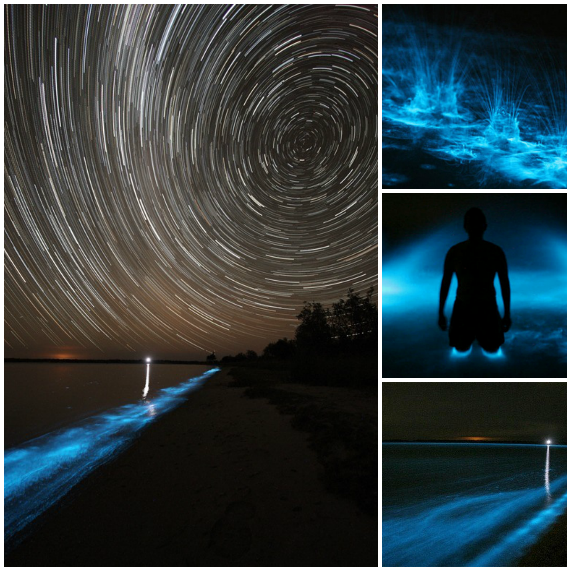 Bioluminescence Gippsland Lakes