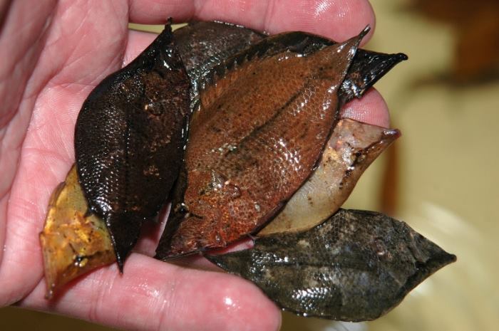 Leaf fish via FeaturedCreature