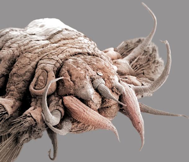 macro worm 4