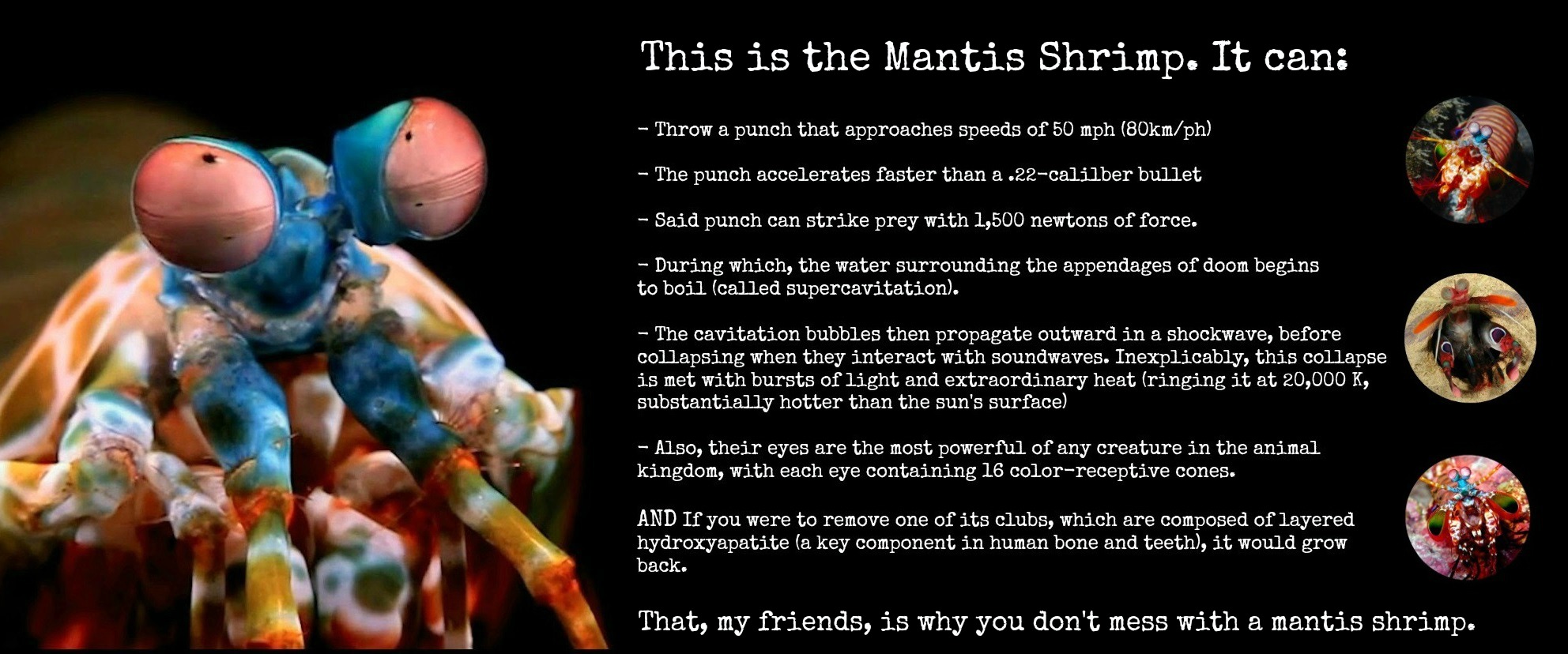 the mantis shrimp infogrphic