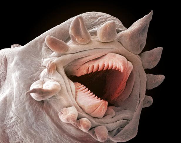 macro worm image
