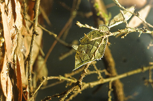 south american leaf fish