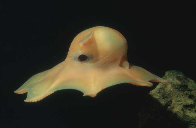 tentacled flapjack octopus