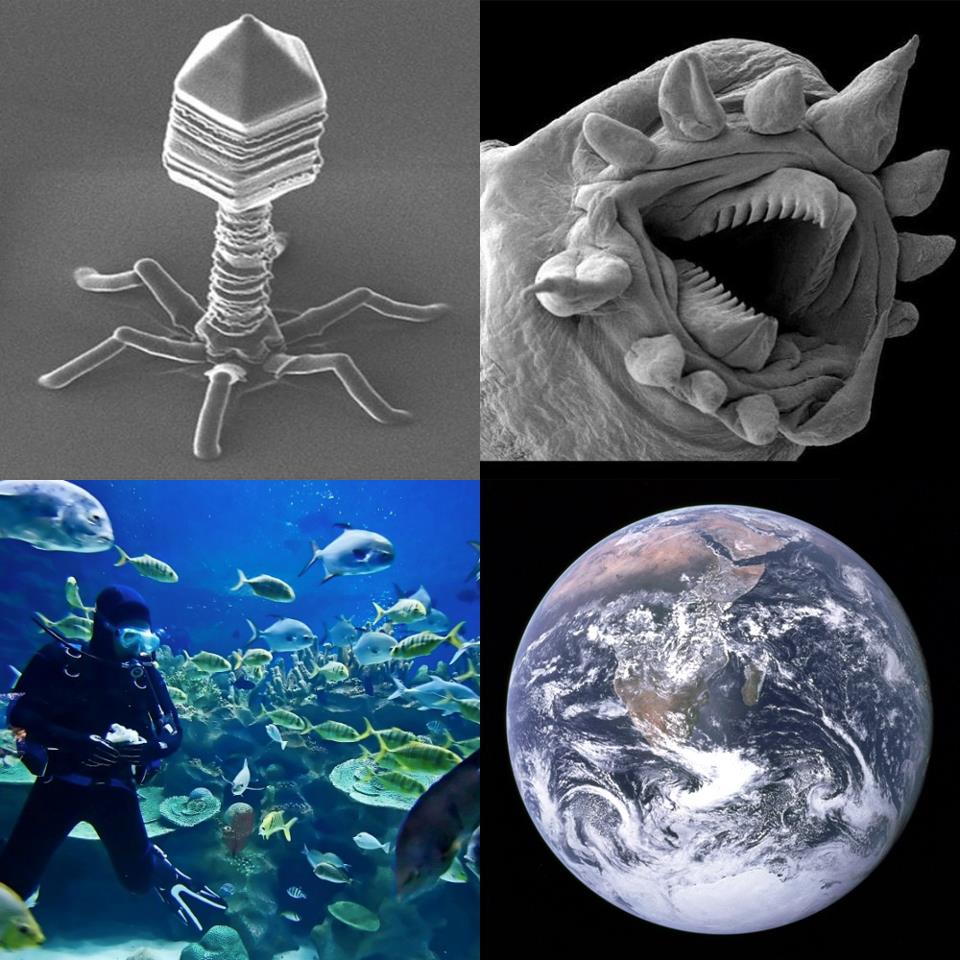 Top left: A Bacteriophage – Drew March Top Right: Hydrothermal Worm – FEI and Philippe Crassous Bottom Left: Scuba divers – Unknown Bottom Right: The Earth - NASA/Apollo 17