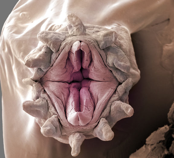 Image via Barcroft media