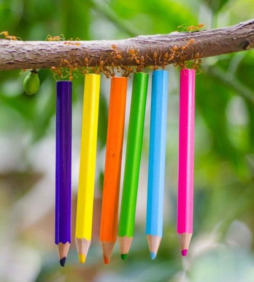 Ants Holding Pencils