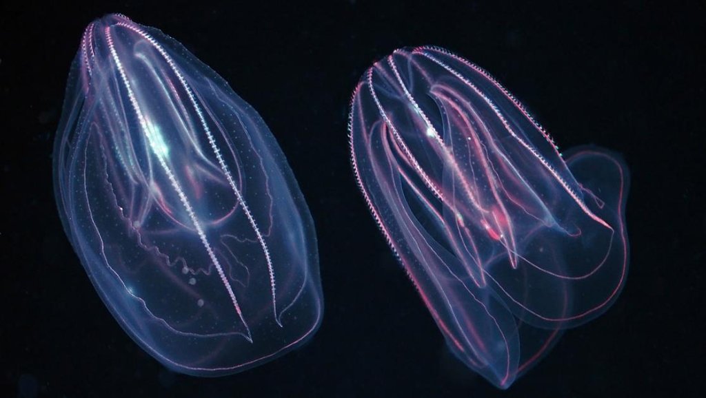 Image Credit: Monterey Bay Aquarium