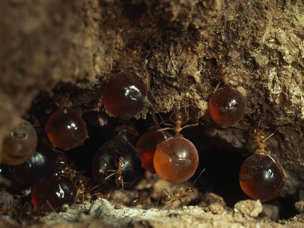 Honeypot Ants