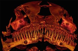 Credit: Academy of Natural Sciences of Drexel University
