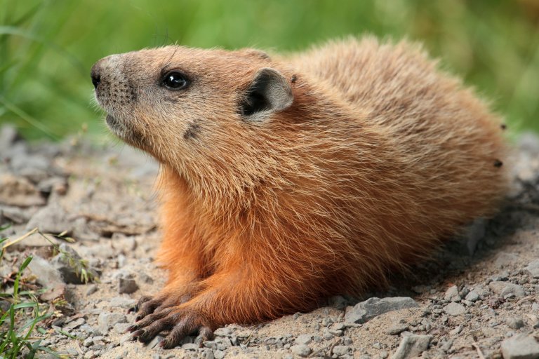 How Much Wood Could A Woodchuck Chuck?