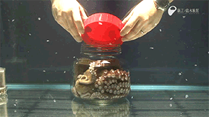 Octopus (1)