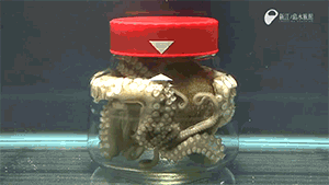 Octopus (2)