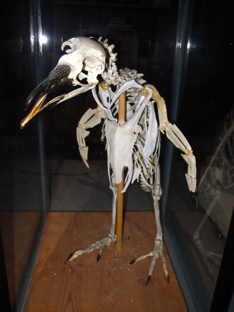 They look much taller this way! Image Credit: Unknown